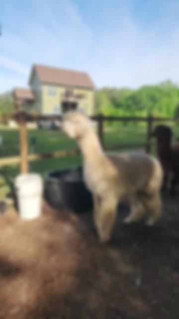@alpacalypsenow