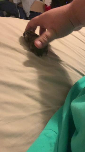 @(CSI) Rosie