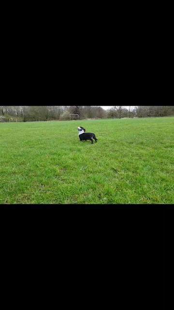 @Otto the mini dachshund