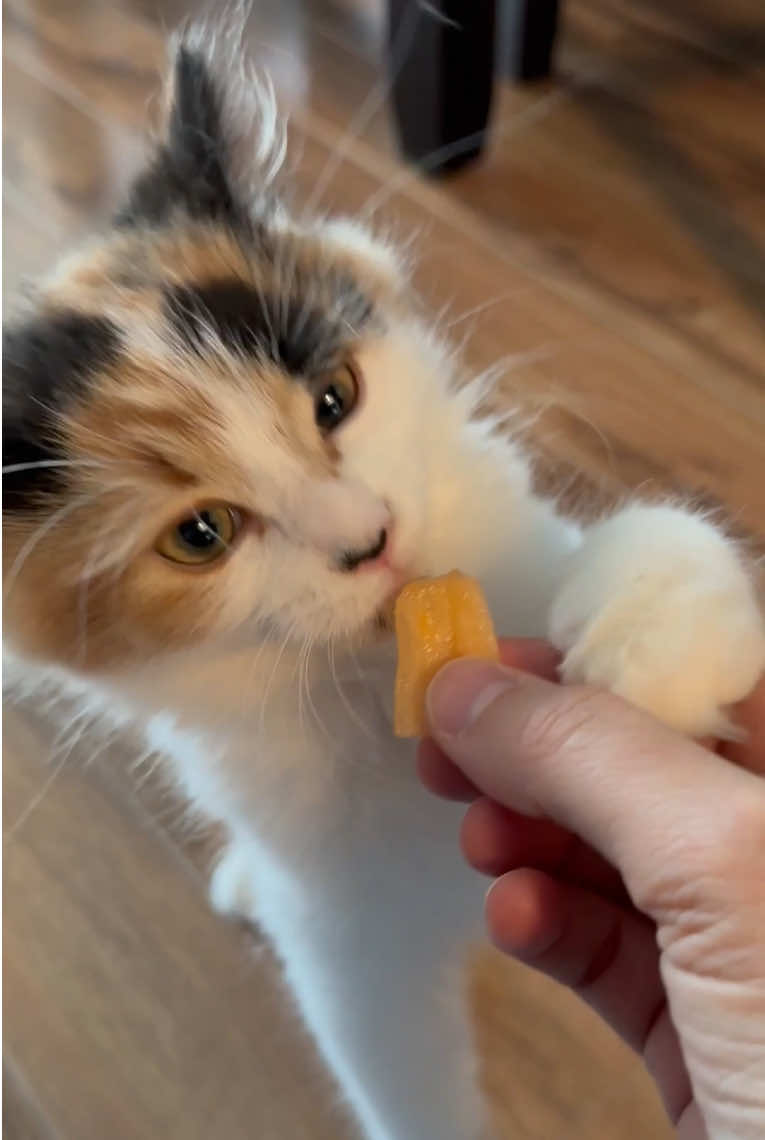 @The Oreo Cat