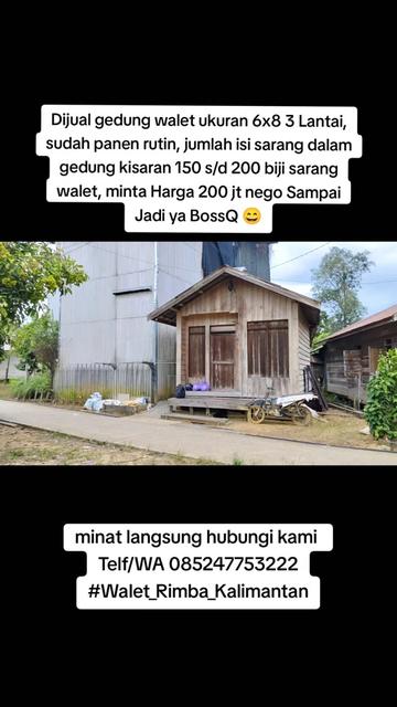 @Walet Rimba Kalimantan