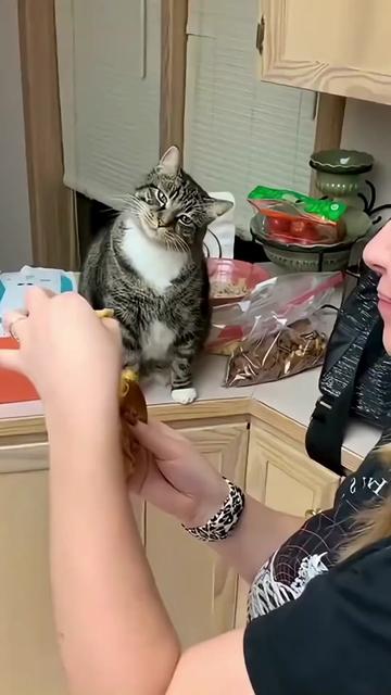 @catmood_dailymix