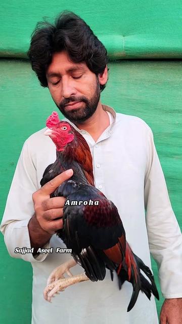 @Sajjad Aseel Farm