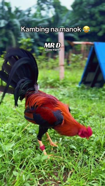 @MR D Game Farm