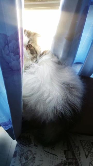 @The Pawesome Cattery