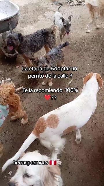 @Asociaci&oacute;n T.Perrunas🐕🐈🇵🇪