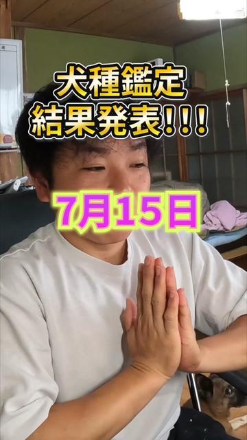 @島犬リリーのtikdog