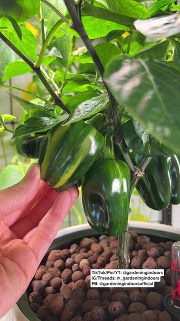 @gardeningindoors