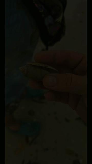 @Southwest Florida Shelling