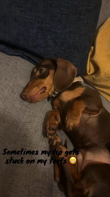 @BellaLongDog