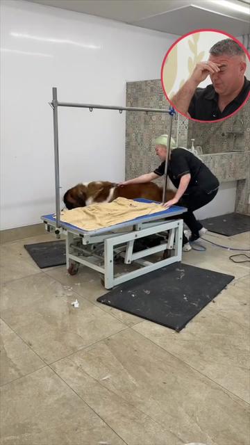 @NorCal Grooming Academy
