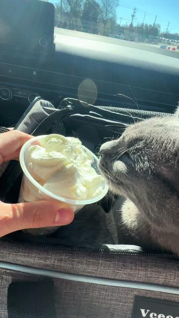 @KittyTheCat