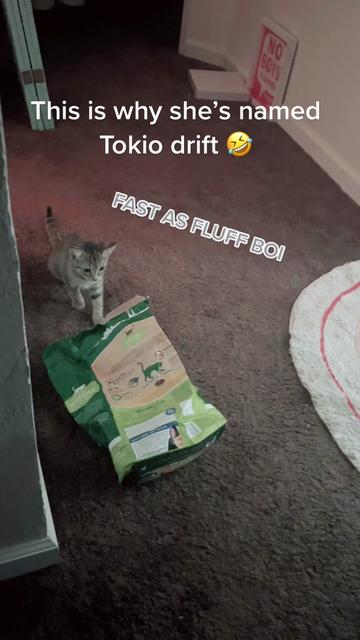 @Tokio Drift The Cat
