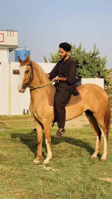 @Ch Hammad bokan ♥️🐎