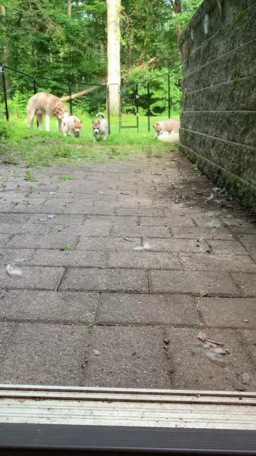 @Lakeside Huskies&rsquo; Haven