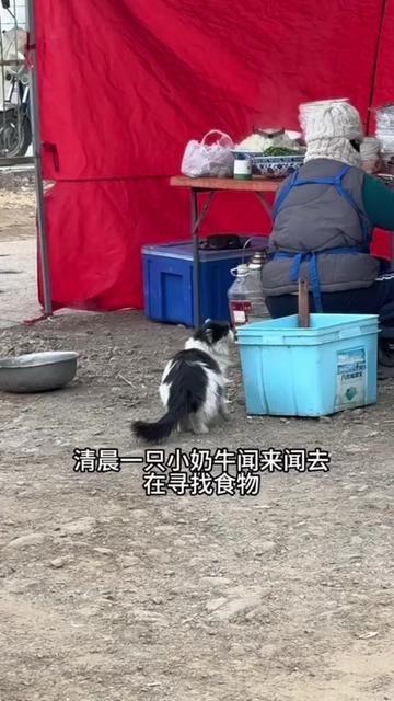 @小可爱猫猫们
