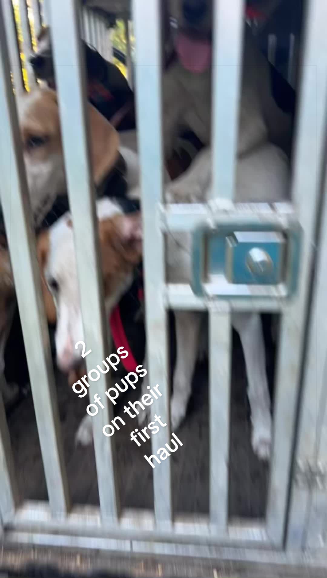 @3DeepKennels