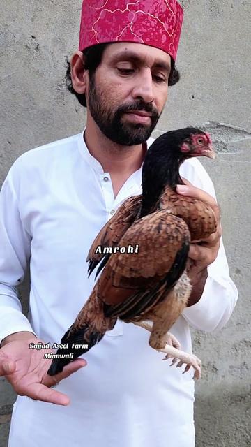 @Sajjad Aseel Farm