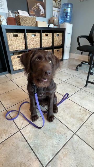 @Chicagoland Dog Training