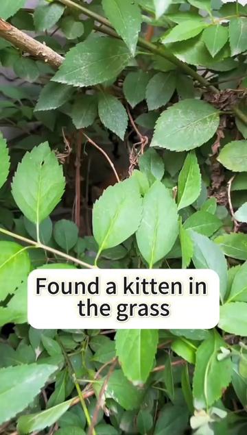 @Cats and dogs
