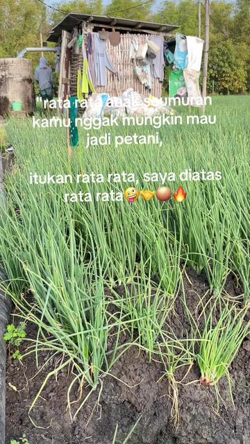 @petanimuda1
