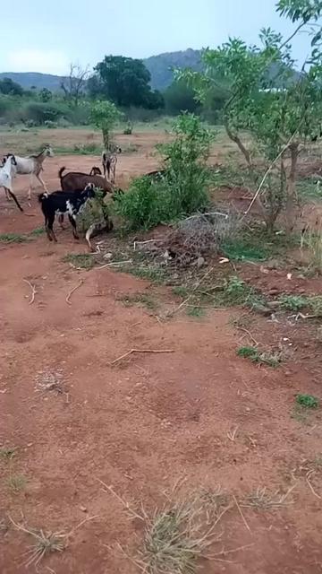 @Anand Babu