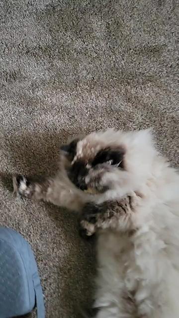 @CatWith