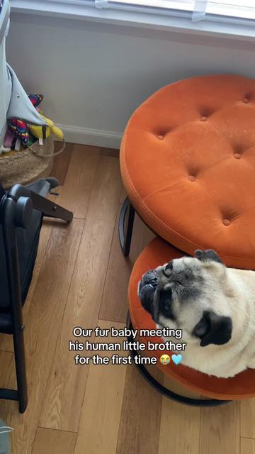 @Wee Winston The Pug