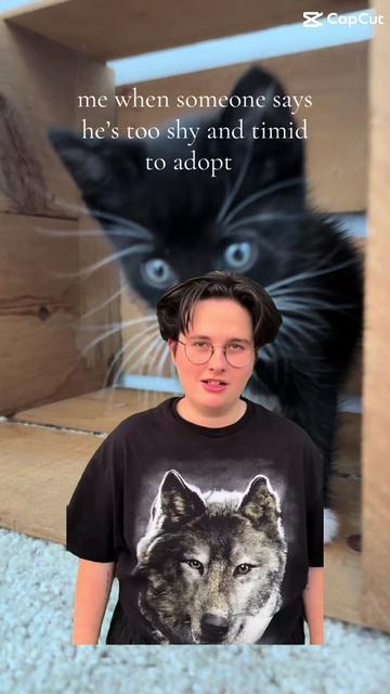 @bffs | brie’s feline friends