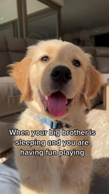 @Scout and Bailey 🐕🐶