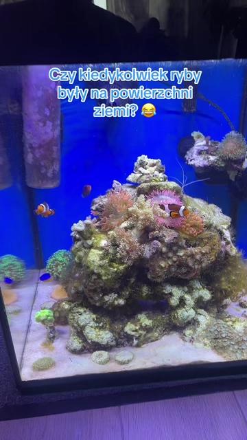 @Aquarista