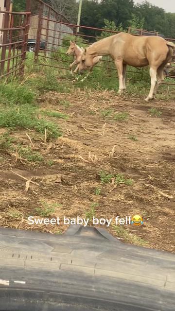 @Family full of goldens