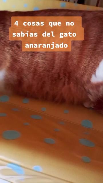 @Rosi Ramos