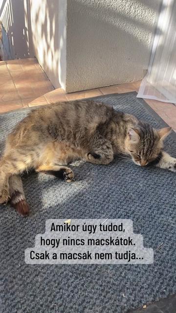 @Aktívan kutyával