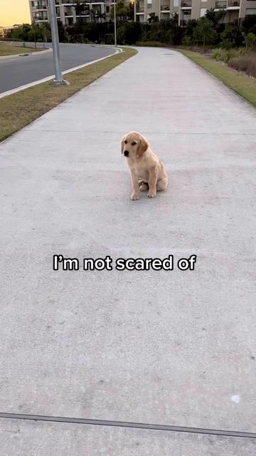 @Scout and Bailey 🐕🐶