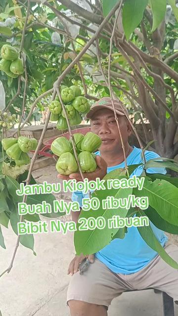 @Bibit khusus samarinda