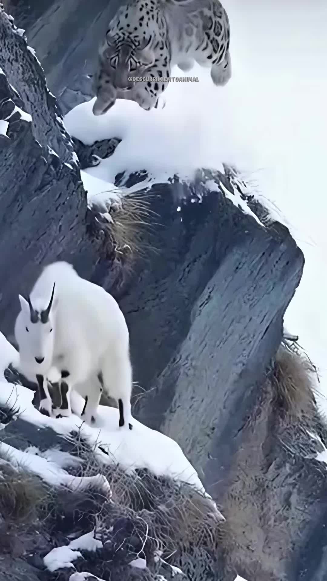 @Descubrimientoanimal
