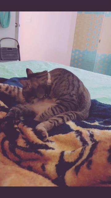@Tokio Drift The Cat