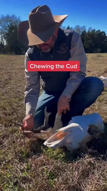 @Rutherford Land and Cattle