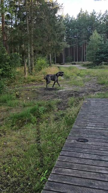 @Dog Niemiecki Benek
