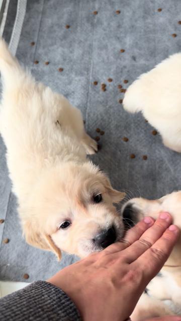 @Ateam Goldens