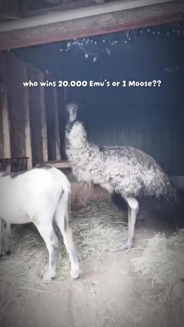 @auraful_animals