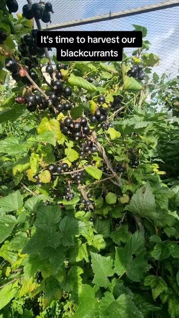 @GrowFruitandVeg