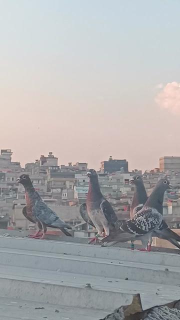 @orhanpolat270