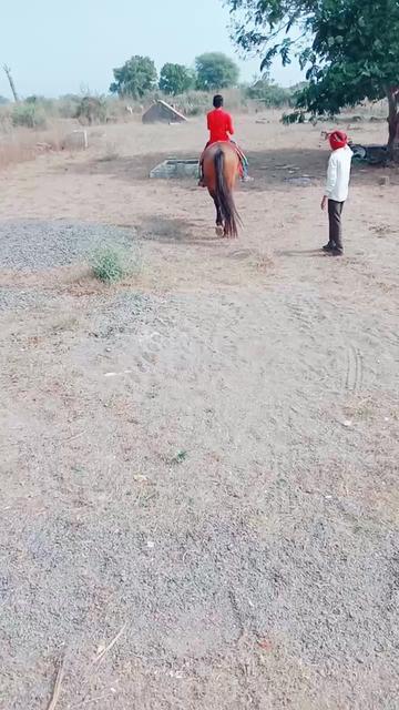 @🐎Mr ભોજાવદર વાળા🐎