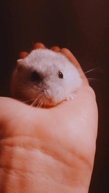 @susi_and_animals🐭🍀💕🎇
