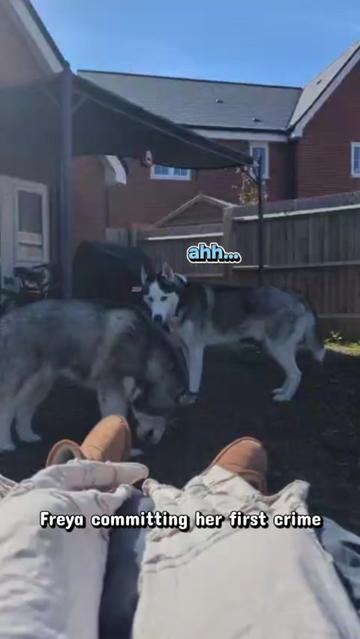 @Freya & Kuma