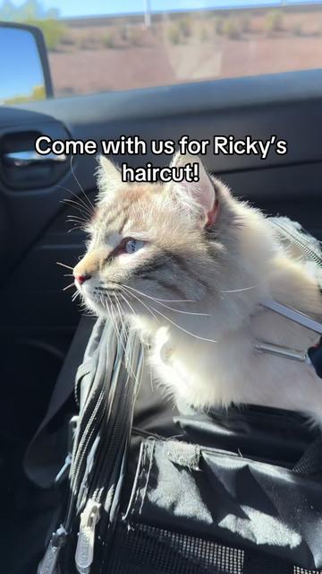 @Ricky and Lucy 🐈⬛