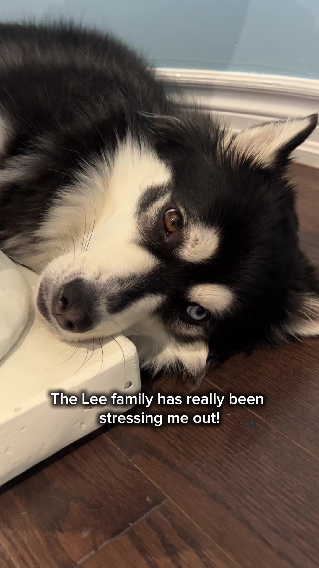 @Zeus the Pomsky🐾