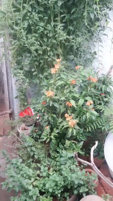 @chinnu bangaram